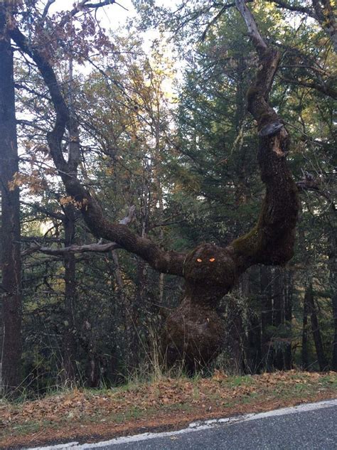 The ritualistic practices surrounding the haunted tree